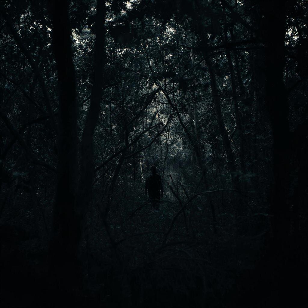 Лес зовет, лес поглощает. Что скрывается за безмолвными деревьями?