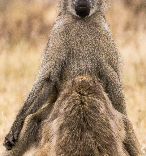 Самые смешные фото дикой природы - и вы можете сделать такие же
