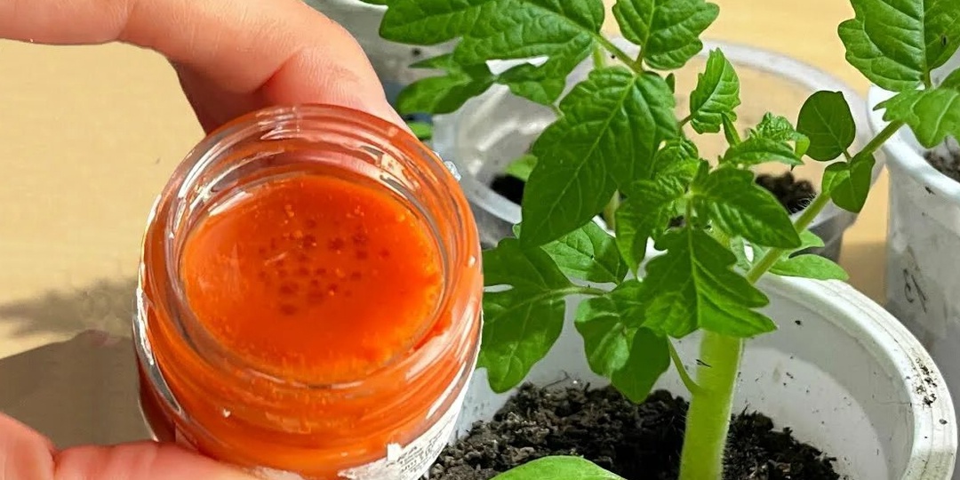 2-3 дня и рассада здорова: 2 природных подкормки рассады томатов, которые ее оживят, сделают крепкой и толстенькой