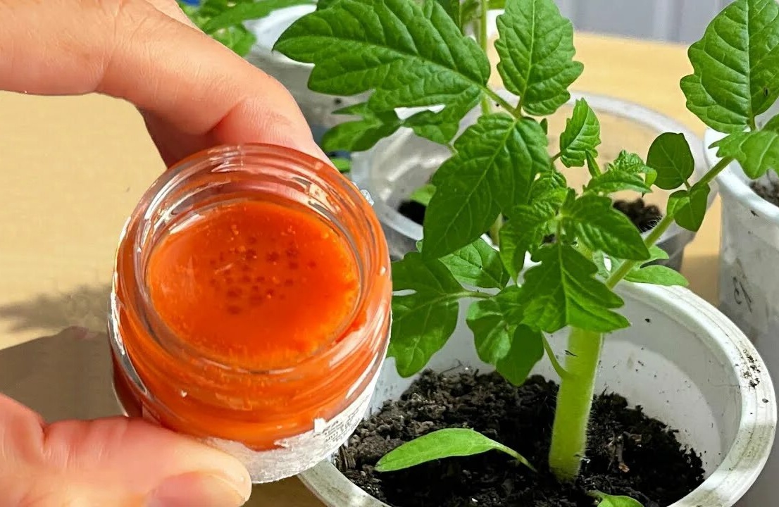 Подкормка рассадв