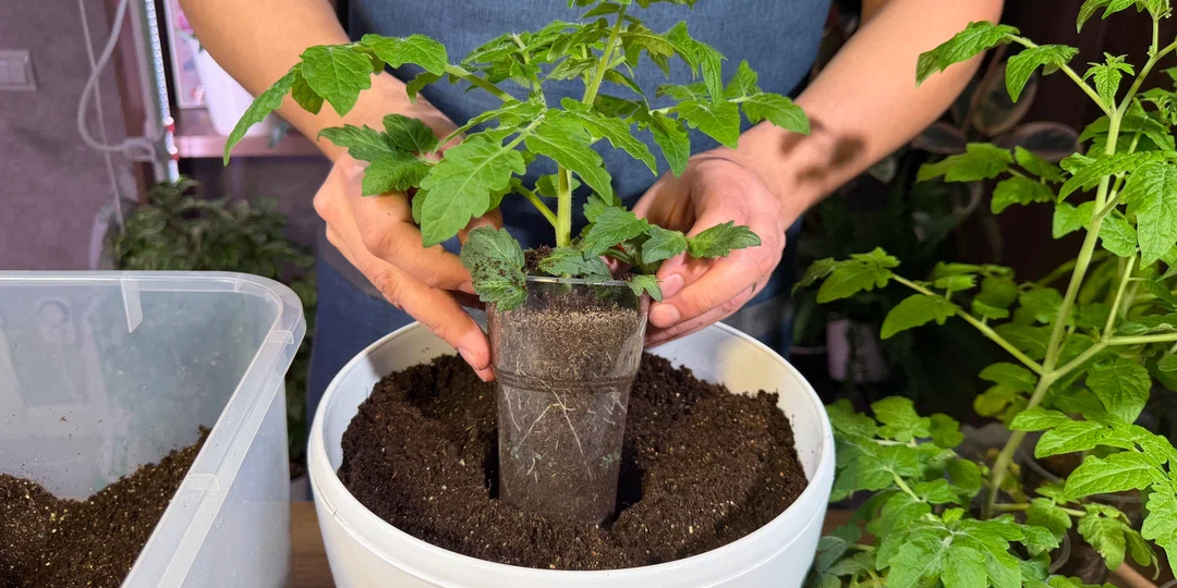 «Дедовский» способ против вытягивания: рассада крепкая и коренастая без фитоламп