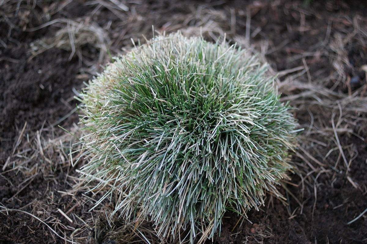 Овсяница превратилась в ёжика. 