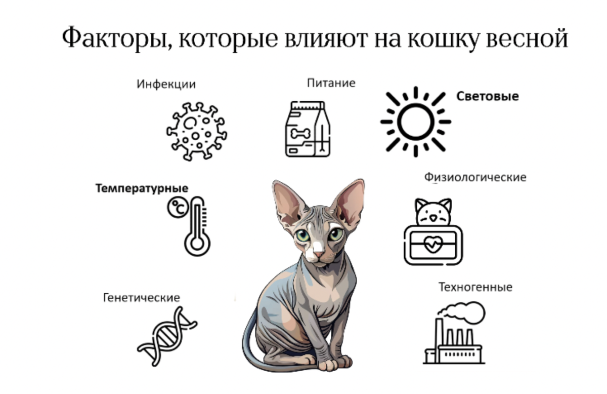 Даже домашний сфинкс подвержен влиянию внешней среды