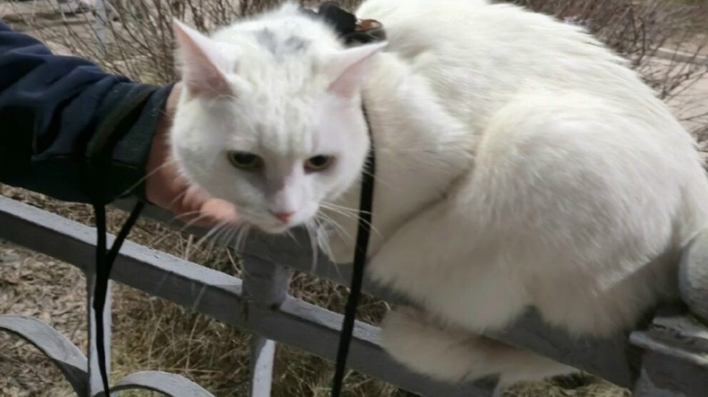     Фото: vk.com/koshkirossosch