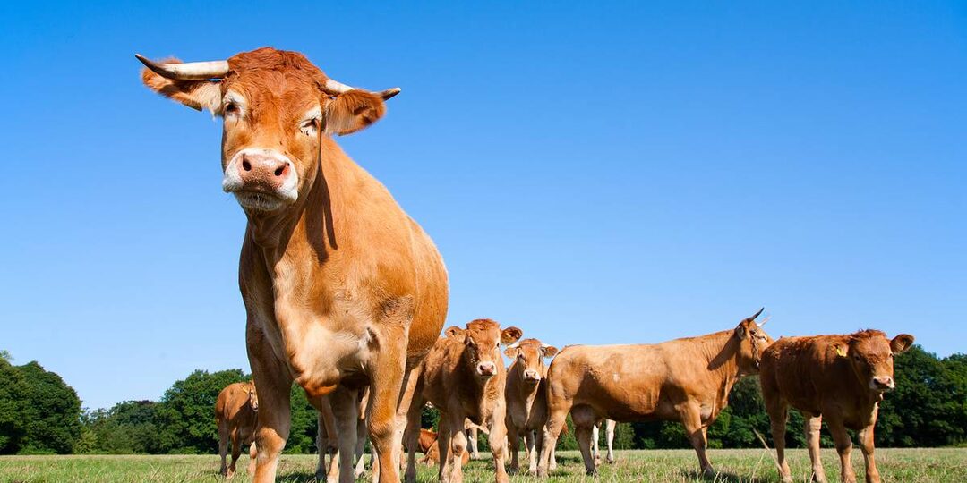 Мораторий на убийство коров