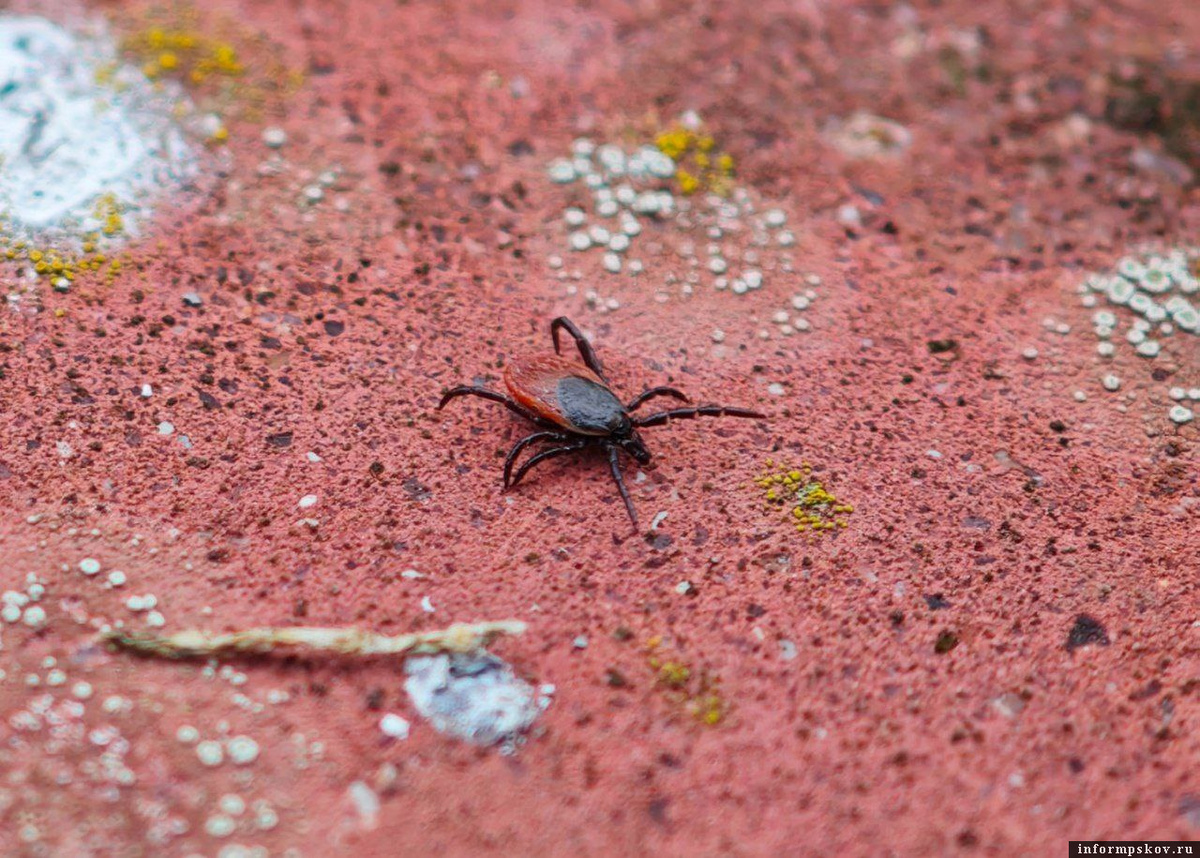 Фото: ПАИ. Носит иллюстративный характер