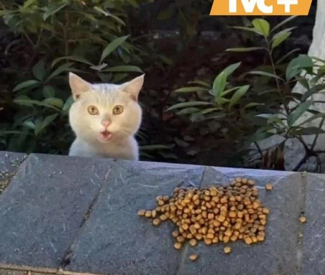 Кот, который каждый раз не верит своему счастью