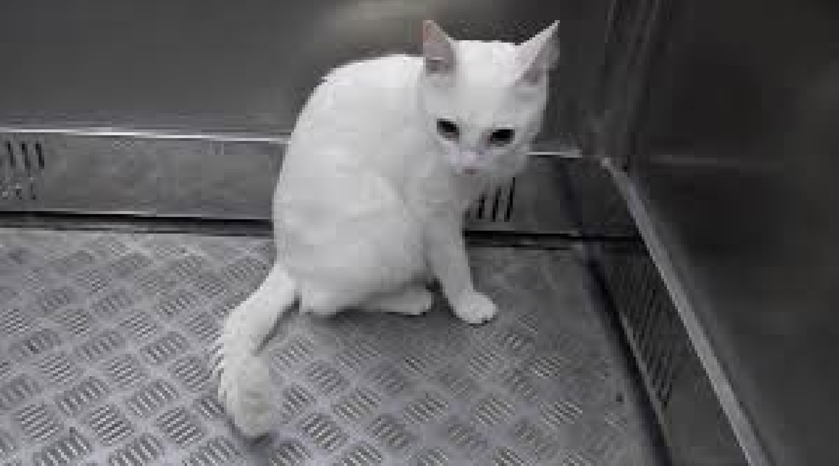 Источник: https://share.google/ZeBLe500Zs6kjE2A5