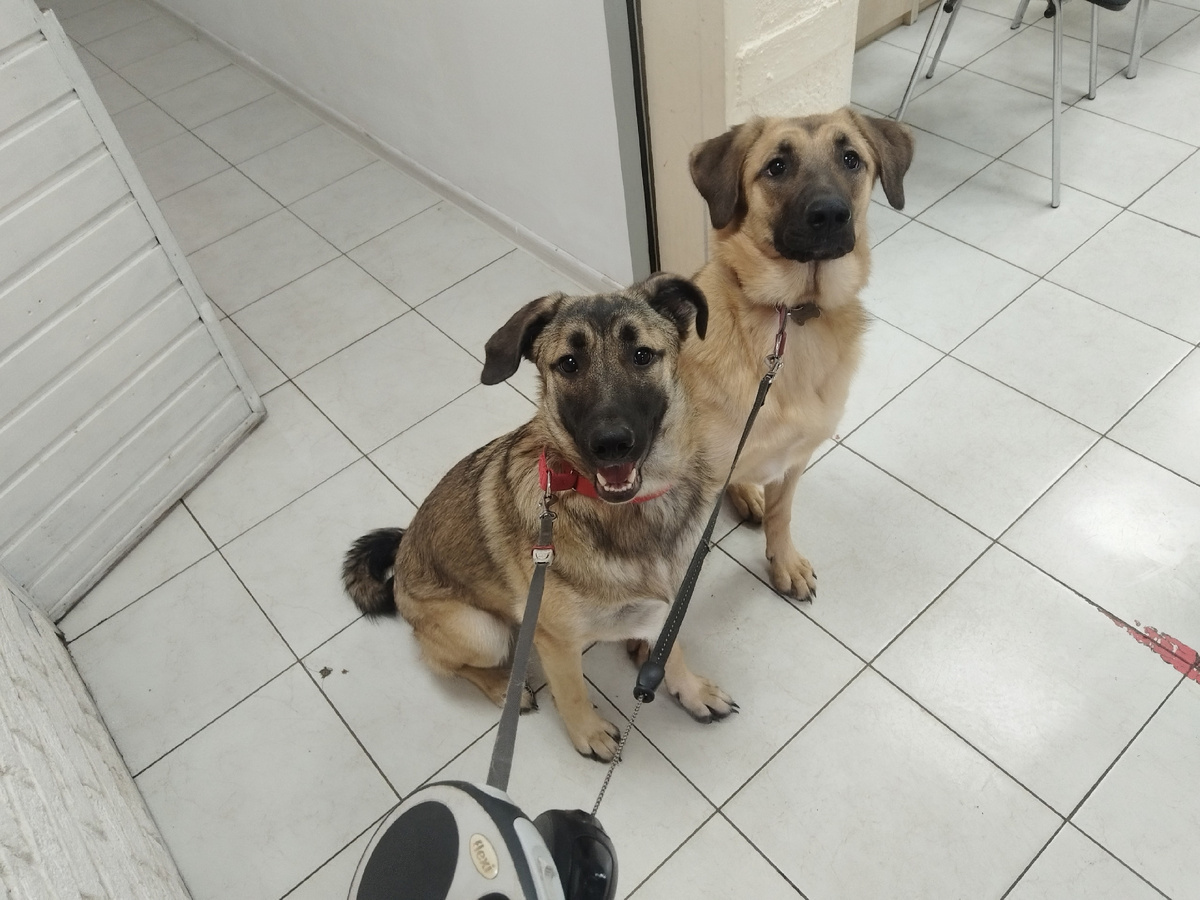 Мы там даже гавкнули на мужчину и нас не выгнали!