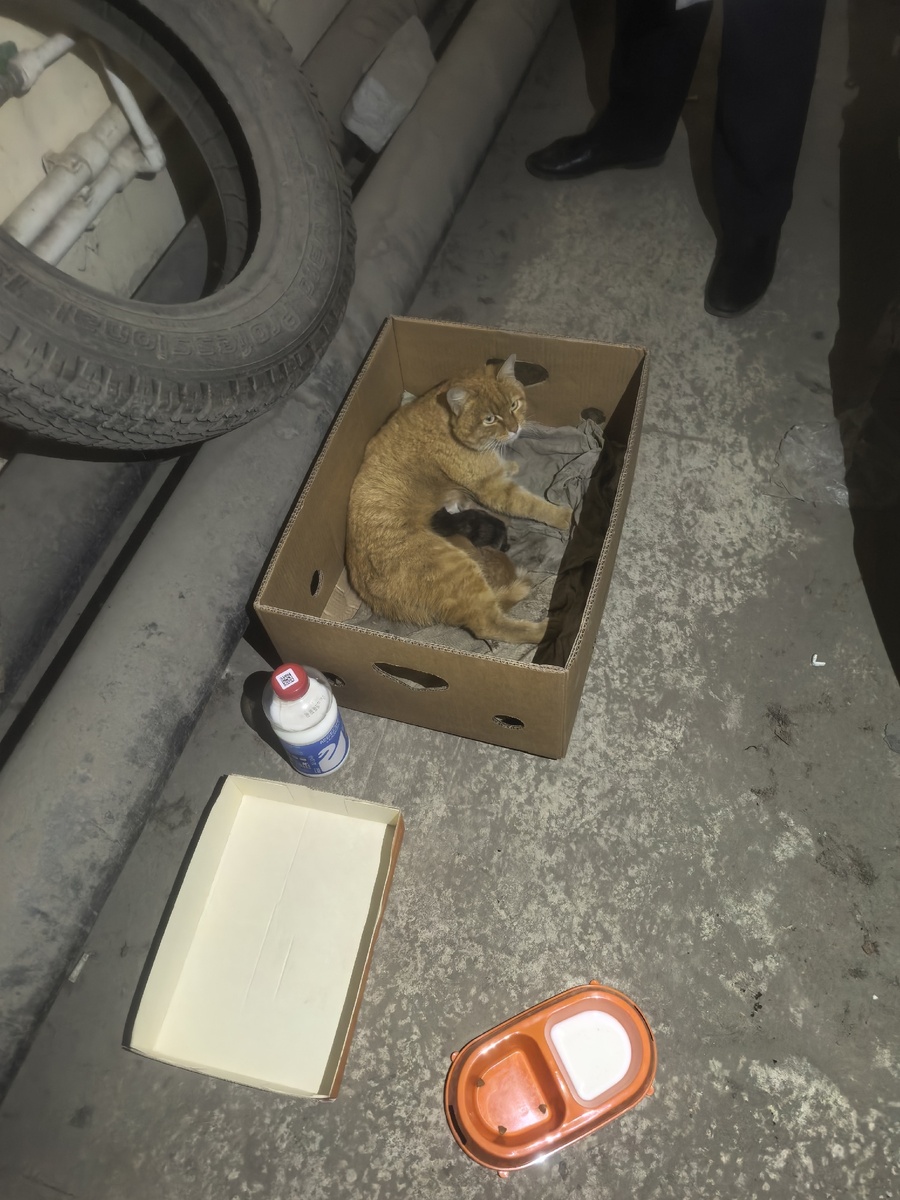 Полицейские молодцы: коробка - есть, лоток - есть, миска с кормом - есть, обувь - сверкает от чистоты. Все по существу и с вниманием к деталям!