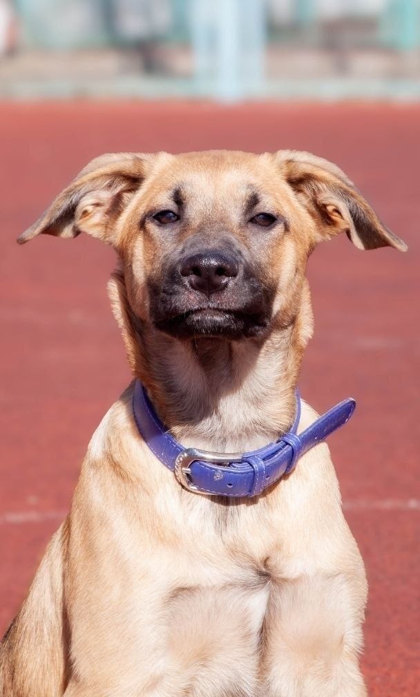 Привет! Я очень стараюсь позировать, чтобы меня забрали домой скорее