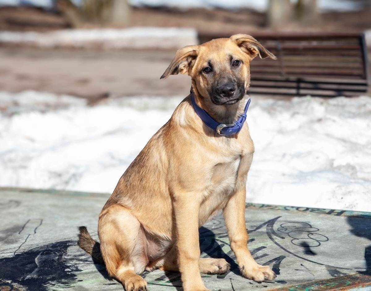 Я буду служить тебе верой и правдой, честное щенячье!