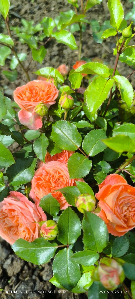 Роза, ч/г «Чипендейл».