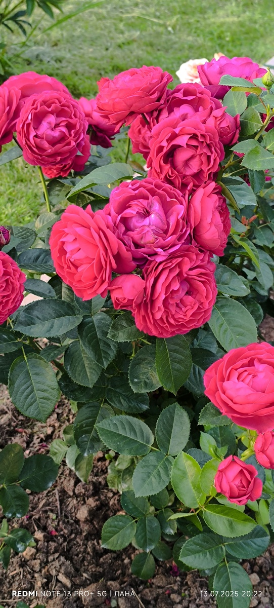 Роза «Аскот» флорибунда.