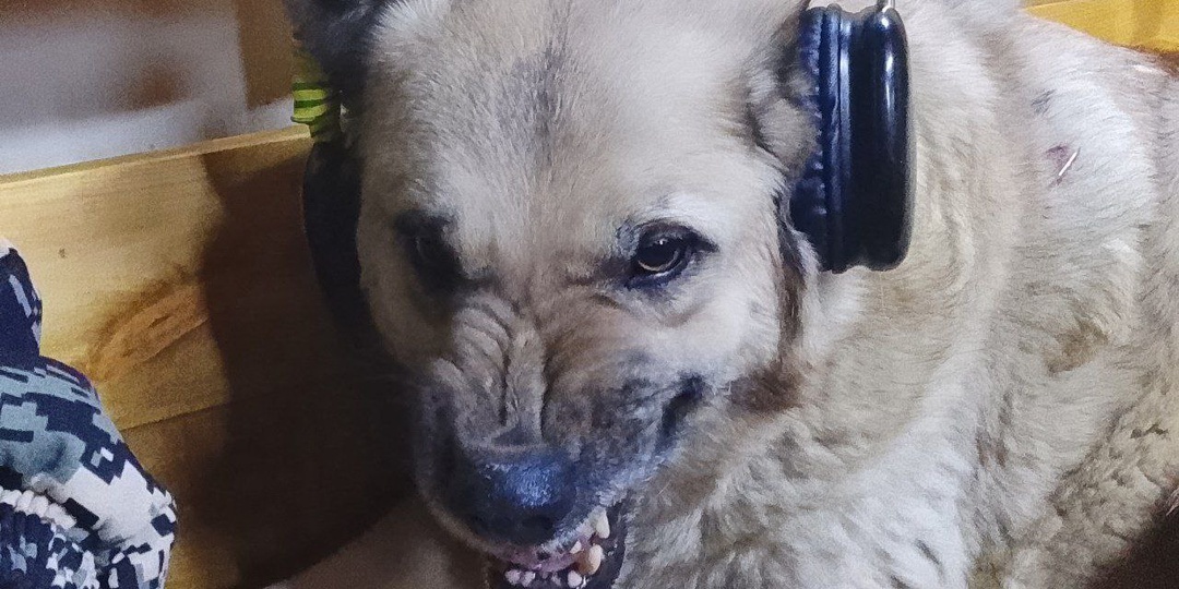 У нас получилось, в приют привезли крупу