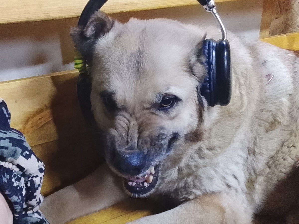 Малыш меломан. Слушает музыку и демонстрирует свой боевой настрой