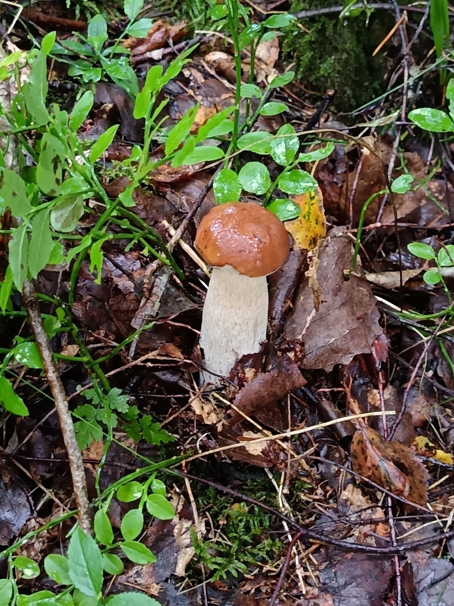 Защищено авторским правом. Elena.