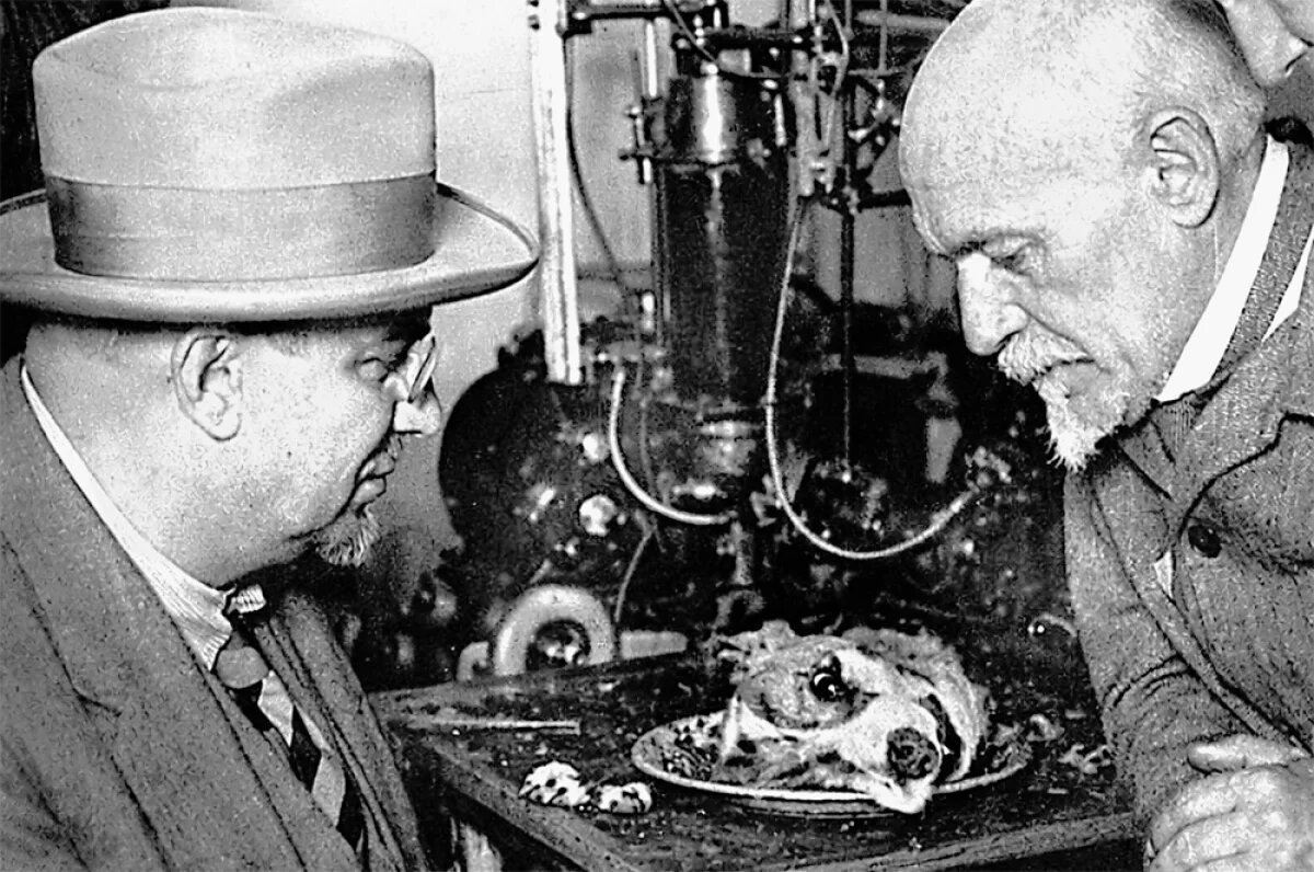    В 1923 году А. Кулябко продемонстрировал наркому просвещения РСФСР А. Луначарскому (на фото слева) опыт оживления головы собаки. Рассказ Луначарского об этом эксперименте вдохновил писателя-фантаста А. Беляева на создание повести «Голова профессора Доуэля».