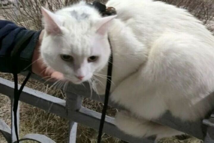 В Воронежской Россоши нашелся кот Белка, сбежавший с поезда неделю назад