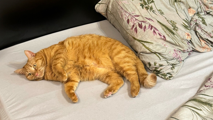    Фото: progorod43.ru