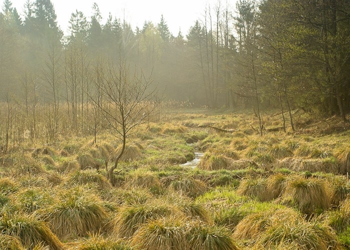1. Марь с подлеском