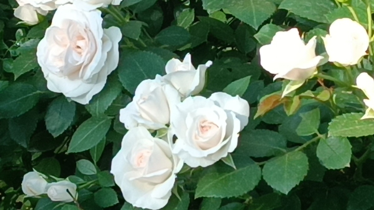 Роза Аспирин.