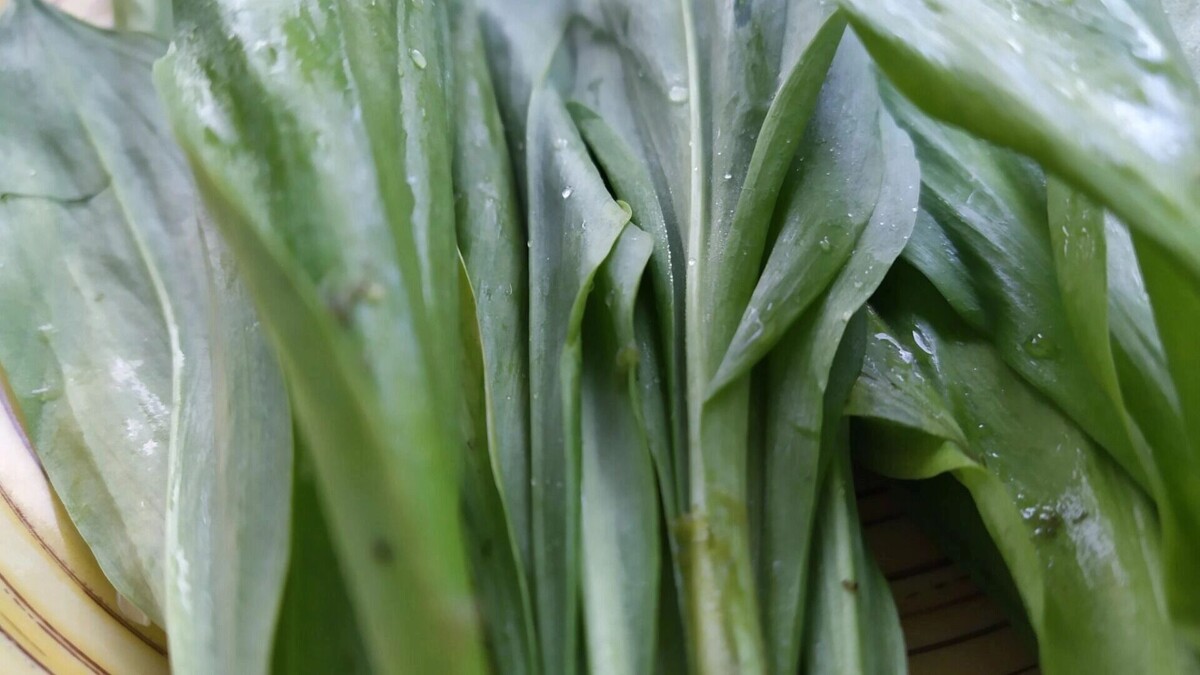    черемша   transsibinfo.com