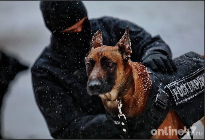 фото: Валентин Илюшин/Online47