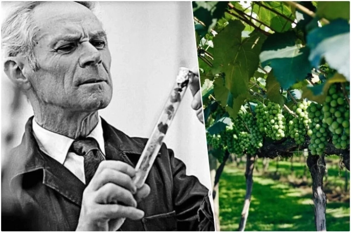    Открытия Павла Голодриги изменили виноградарство.
