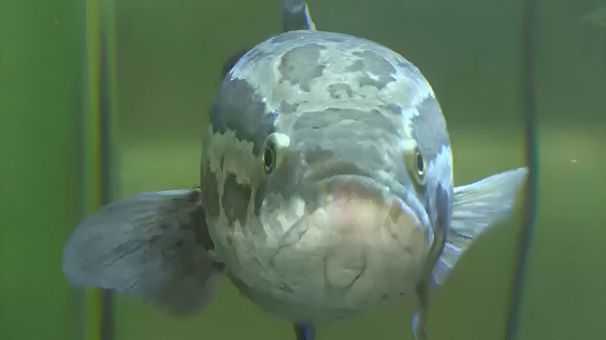    рыба   transsibinfo.com