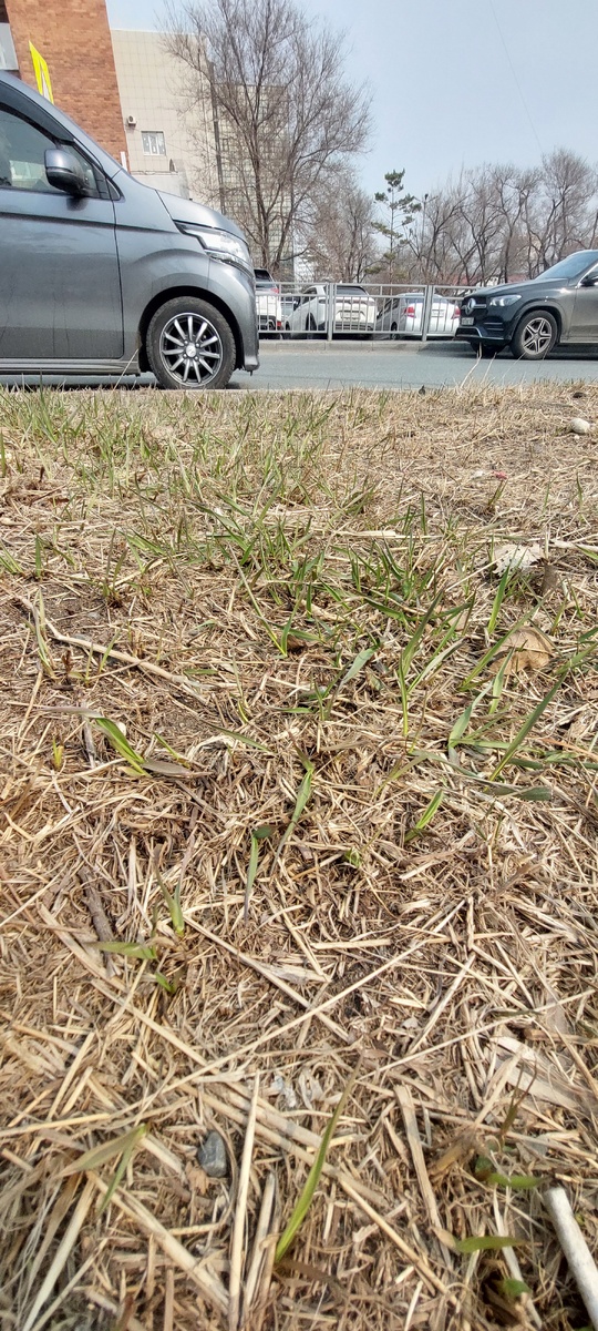 Трава зелёная вовсю уже лезет. Где-то прямо ковром!