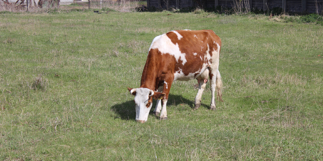 Частный взгляд на новосибирскую "эпидемию" скота: "Вражий голос" и реальность...