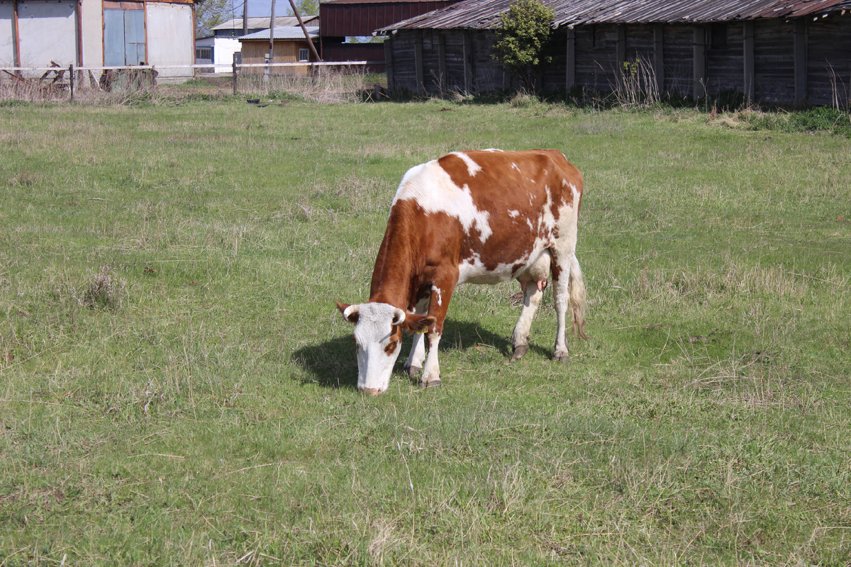 Фото для иллюстрации.
