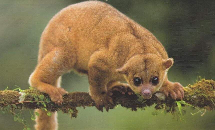 Олингито: Енот, который решил стать обезьяной. Редчайший зверь открыт лишь в 2013 году