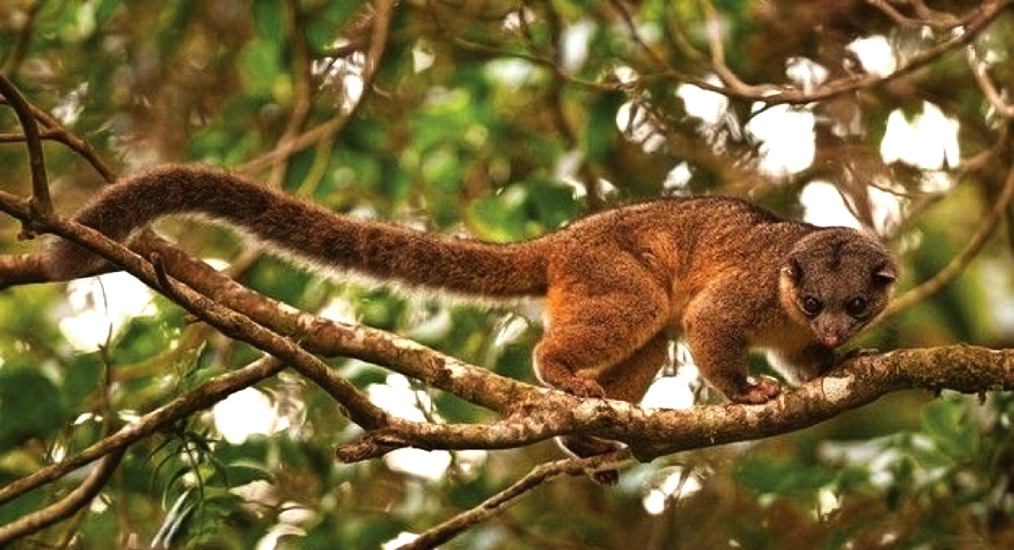 С помощью взмахов хвоста олингито могут удерживать равновесие и корректировать направление прыжка прямо в воздухе!