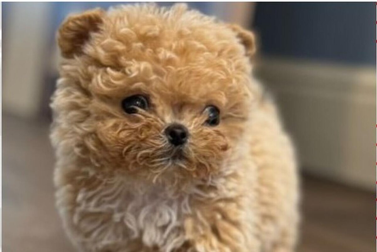    Щенок Филиппа Киркорова Соцсети