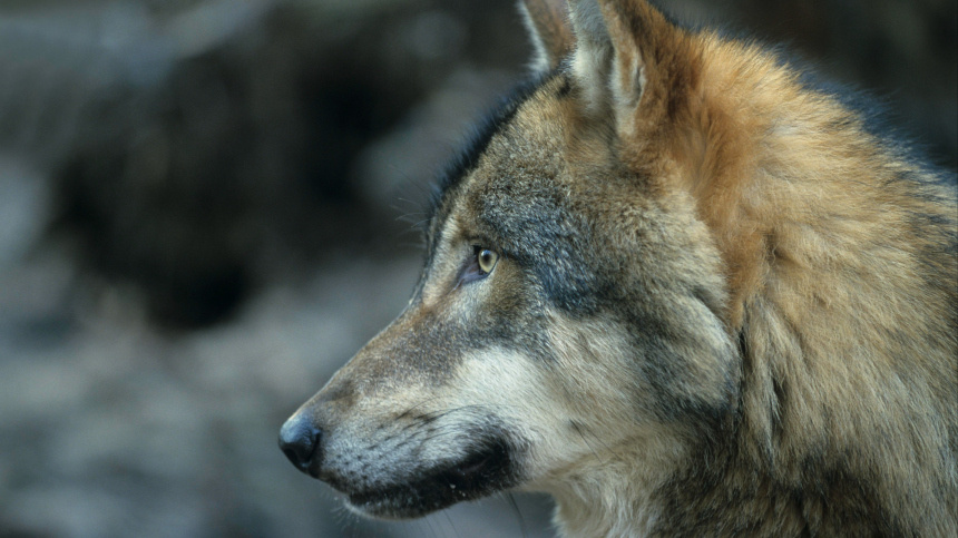    Фото: www.globallookpress.com/Andreas Rose; 5-tv.ru