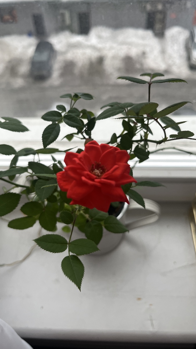 Красотка 🌹 