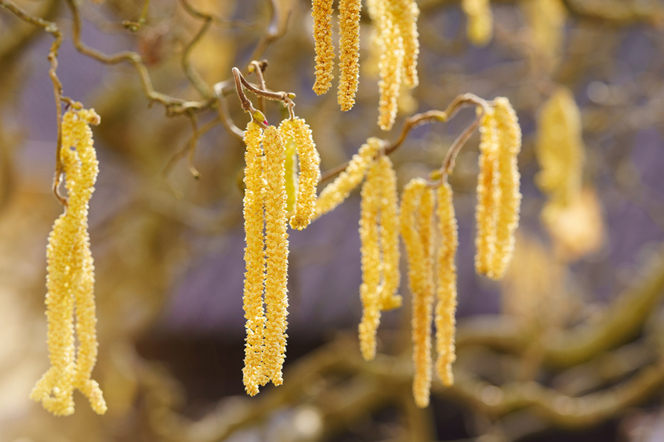    Shutterstock/FOTODOM