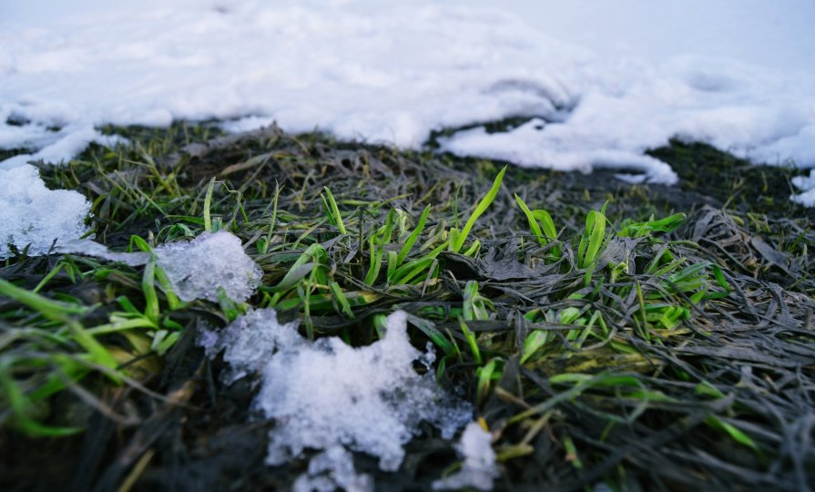 Откуда весной под снегом появляется зеленая трава
