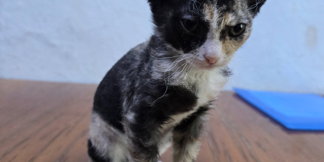 Их принесли в коробке.