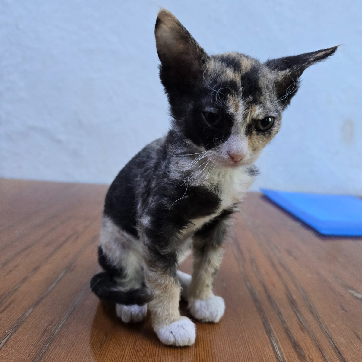 трехцветная малышка смотрит растерянными глазами