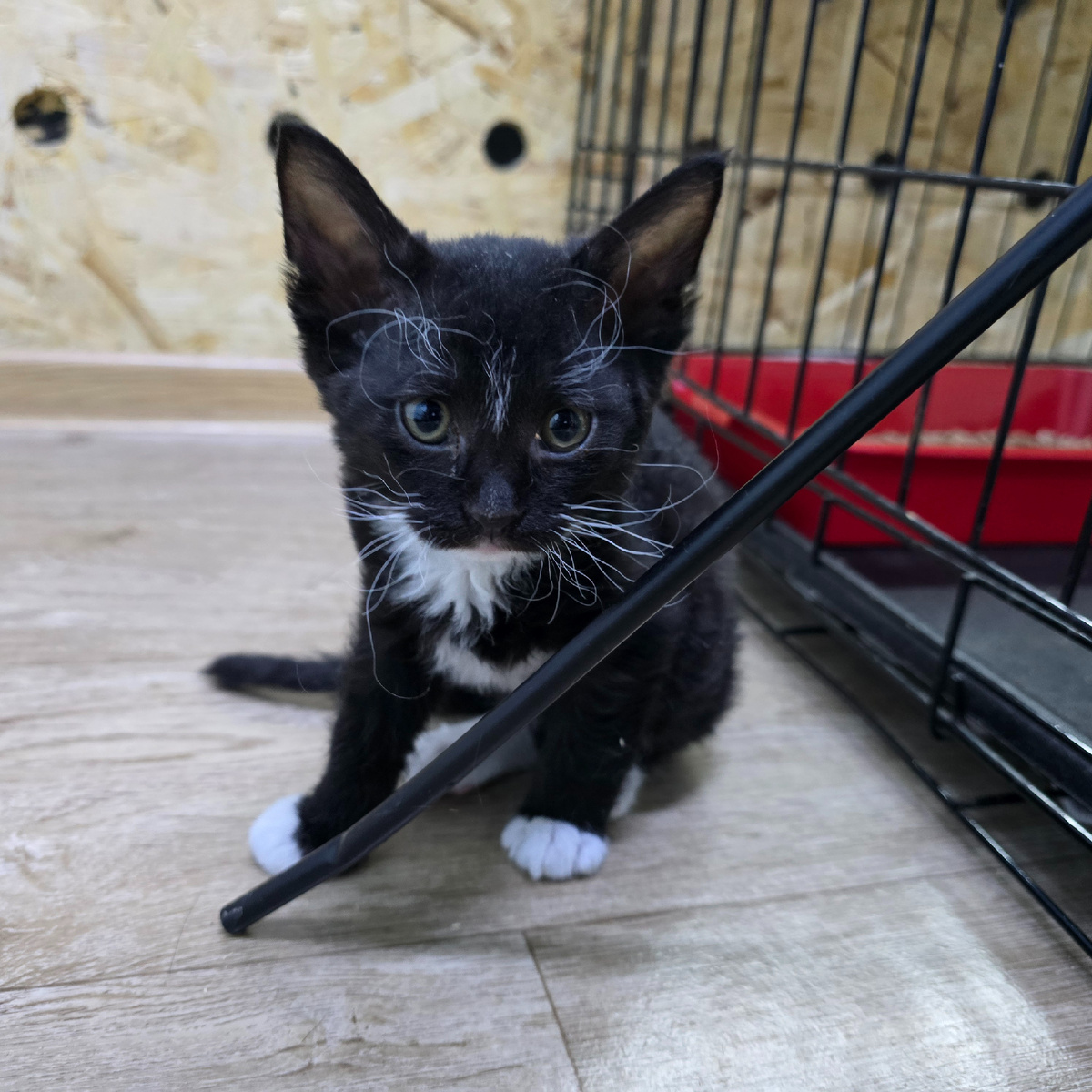 черный котенок за решеткой надежды