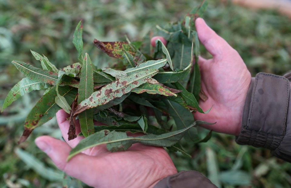    Листья иван-чая. Фото: Донат Сорокин/ТАСС