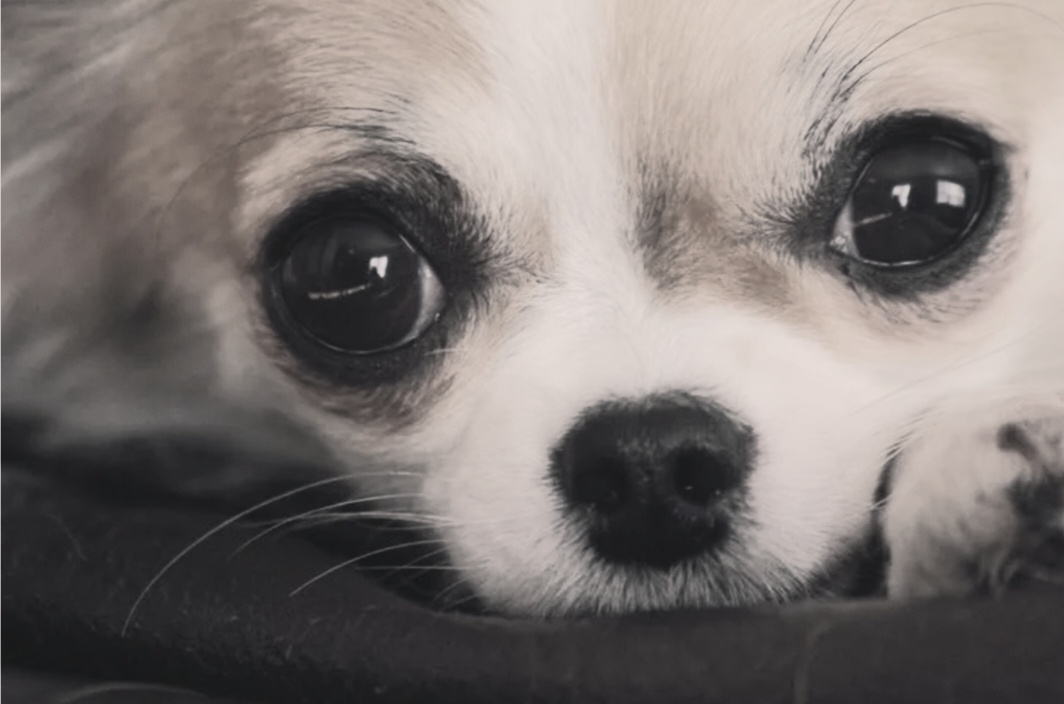 Изображение из Яндекс картинки 