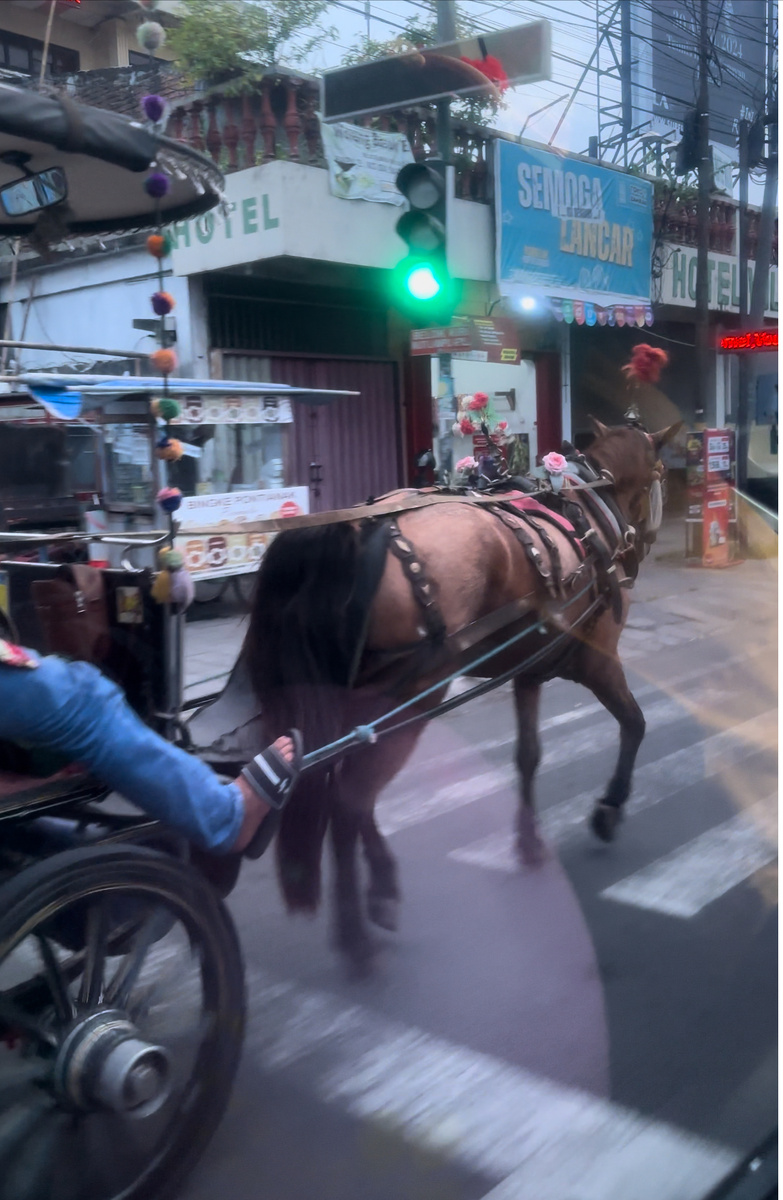 Но и европейские лошади встречаются часто на дорогах