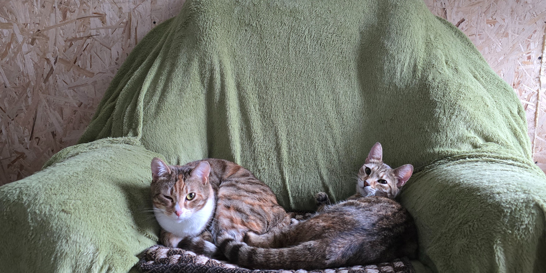 Они накормлены обещаниями.