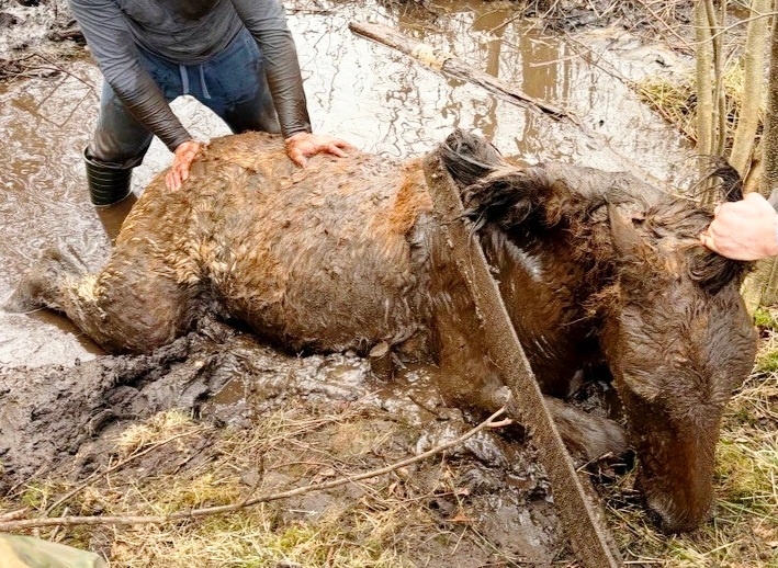 Из трясины торчала только морда: жеребёнка, угодившего в болото, спасли калининградские поисковики