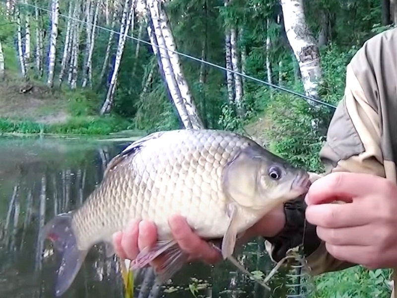 А вот и первый серебристый! 