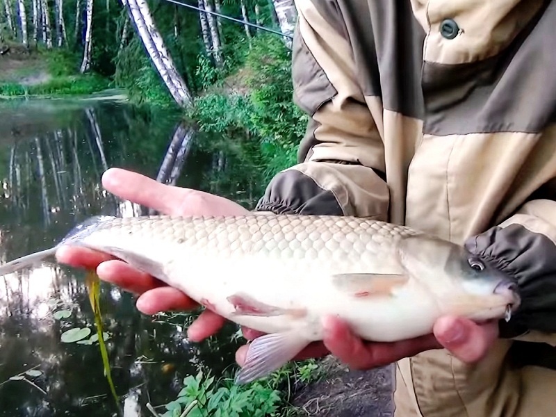 Неплохой экземпляр